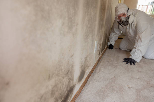 Best Post-Construction Mold Inspection  in Milam, TX